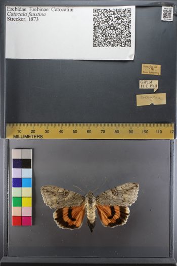 Media type: image;   Entomology 747666